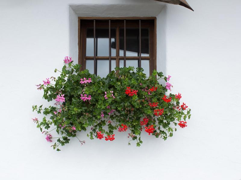 Geranien vor dem Fenster