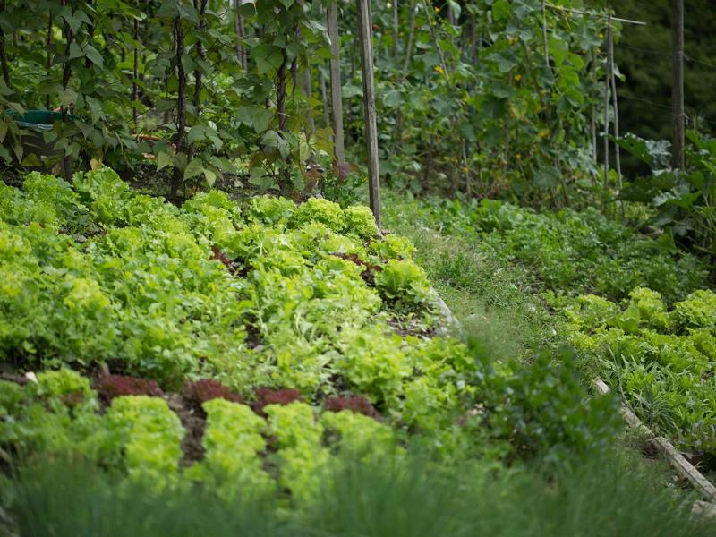 Orto con insalata ed erbe aromatiche