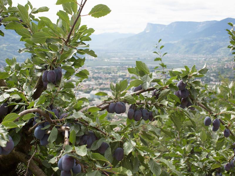 Alberi di prugne