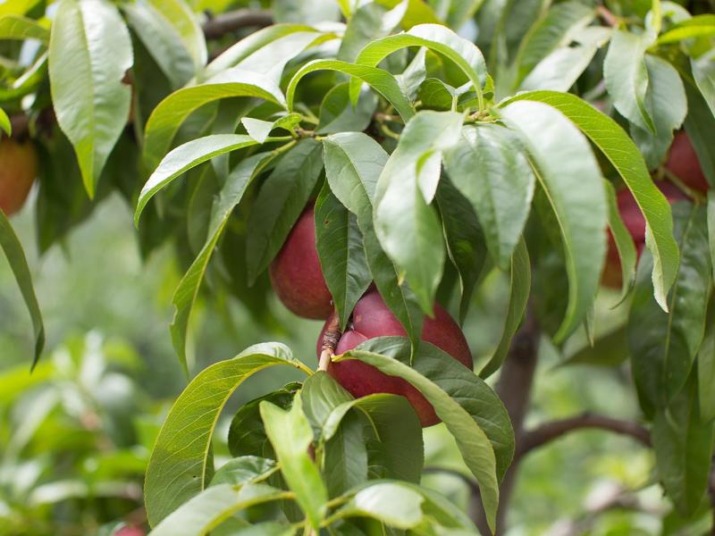 Apfelbaum mit leuchtend roten Äpfeln