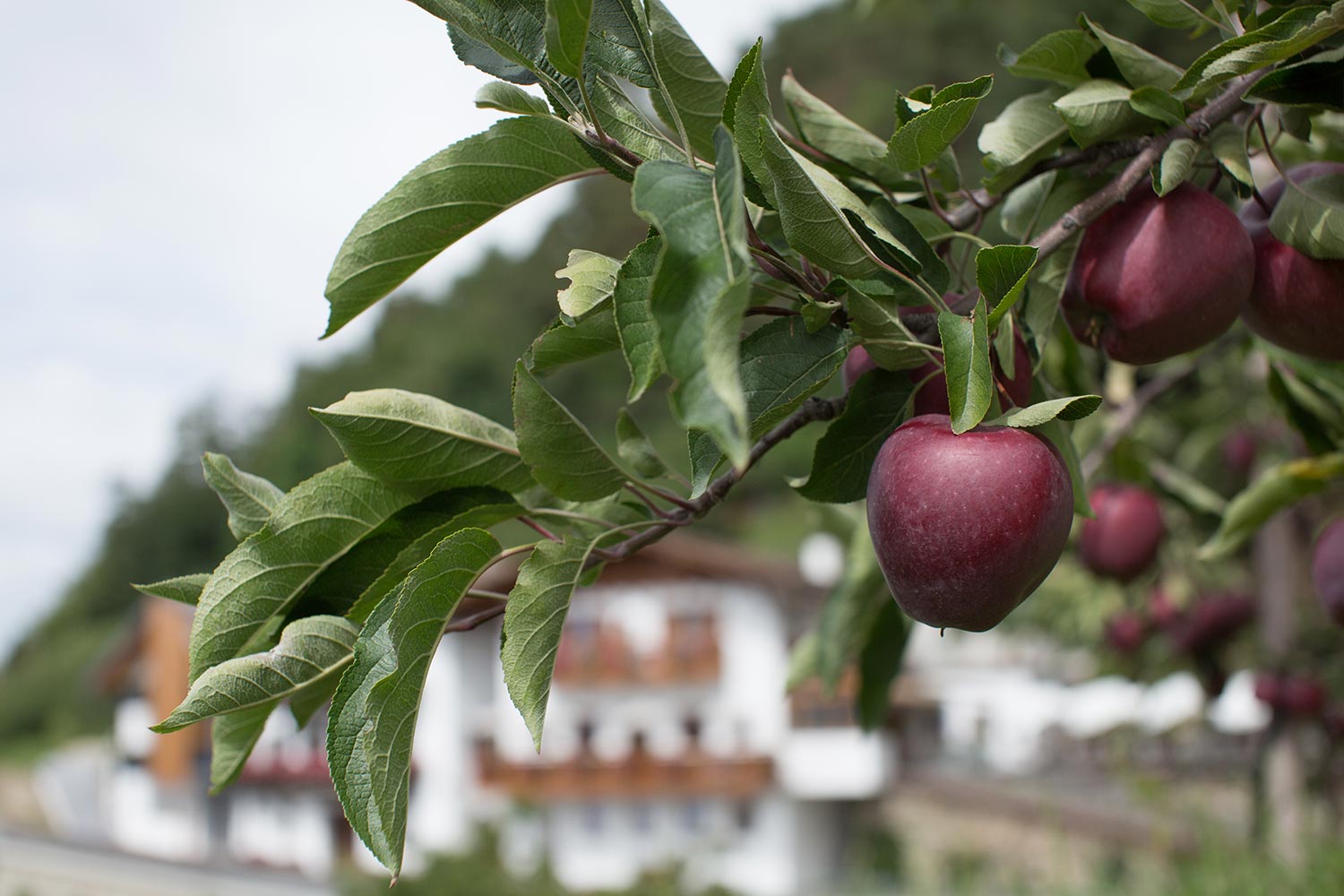 Obstbauernhof Schneeweisshof in Dorf Tirol