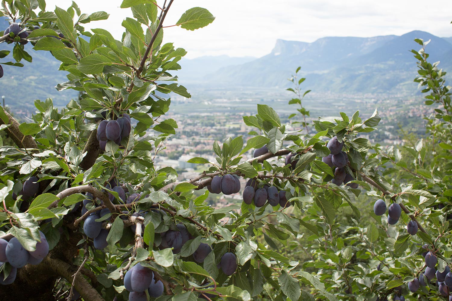 Alberi da frutto e vista sulla Val d’Adige