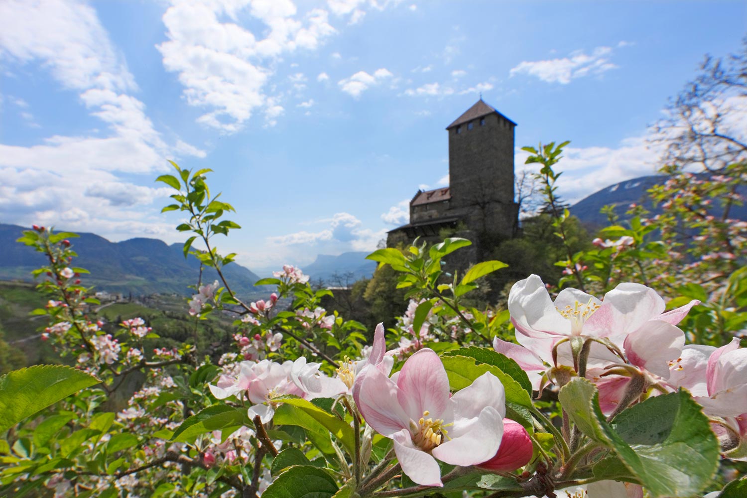 Frühling in Dorf Tirol - Schloss Tirol - Apfelblüte